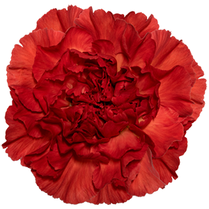Colibri-Flowers-carnation-Alhambra, Grower of Carnations, Minicarnations, Roses, Greenball and fillers.