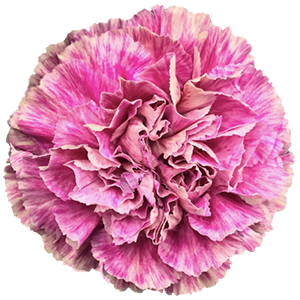 Colibri-Flowers-carnation-antigua, Grower of Carnations, Minicarnations, Roses, Greenball and fillers.
