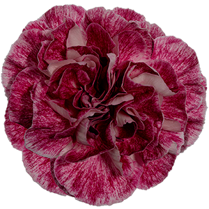 Colibri-Flowers-carnation-Ayame, Grower of Carnations, Minicarnations, Roses, Greenball and fillers.