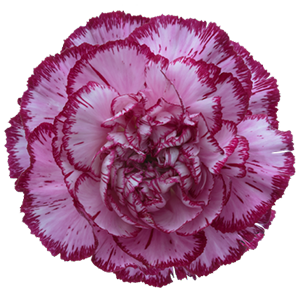 Colibri-Flowers-carnation-bacarat purple, grower of Carnations, Minicarnations, Roses, Greenball and fillers.