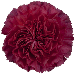 Colibri-Flowers-carnation-Bach, grower of Carnations, Minicarnations, Roses, Greenball and fillers.