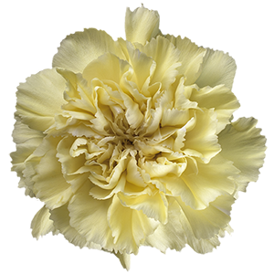 Colibri-Flowers-carnation-Rodas, grower of Carnations, Minicarnations, Roses, Greenball and fillers.