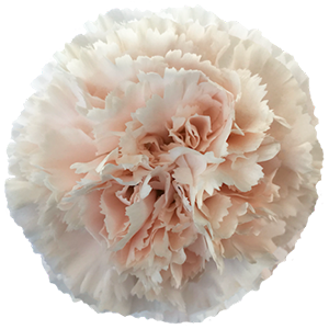 Colibri-Flowers-carnation-farida, grower of Carnations, Minicarnations, Roses, Greenball and fillers.