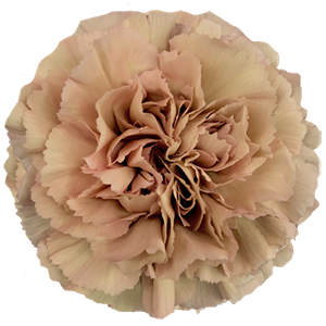 Colibri-Flowers-carnation-caramel, grower of Carnations, Minicarnations, Roses, Greenball and fillers.