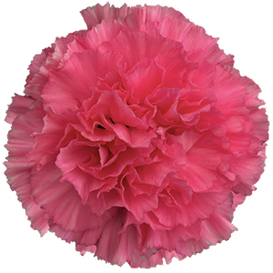 Colibri-Flowers-carnation-cinderella, grower of Carnations, Minicarnations, Roses, Greenball and fillers.