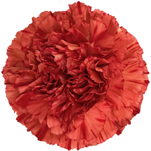 Colibri-Flowers-carnation-Edmond, grower of Carnations, Minicarnations, Roses, Greenball and fillers.