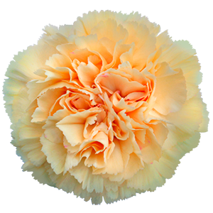 Colibri-Flowers-carnation-caramel, grower of Carnations, Minicarnations, Roses, Greenball and fillers.