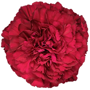 Colibri-Flowers-carnation-crimson-tempo, grower of Carnations, Minicarnations, Roses, Greenball and fillers.