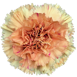 Colibri-Flowers-carnation-Dafne, grower of Carnations, Minicarnations, Roses, Greenball and fillers.