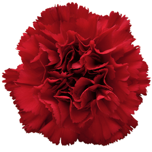 Colibri-Flowers-carnation-Daniko, grower of Carnations, Minicarnations, Roses, Greenball and fillers.