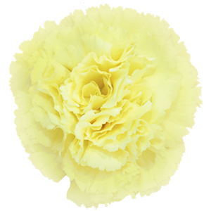 Colibri-Flowers-carnation-gioele, grower of Carnations, Minicarnations, Roses, Greenball and fillers.