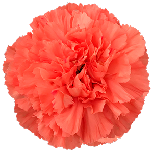 Colibri-Flowers-carnation-hermes, grower of Carnations, Minicarnations, Roses, Greenball and fillers.