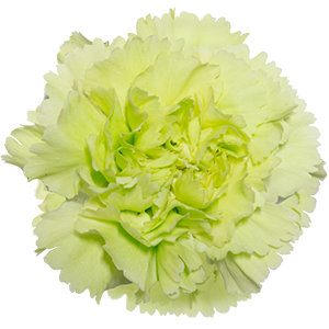 Colibri-Flowers-carnation-Greenshot, grower of Carnations, Minicarnations, Roses, Greenball and fillers.