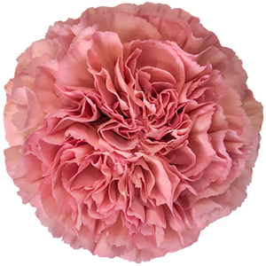 Colibri-Flowers-carnation-Lady-Dayana, grower of Carnations, Minicarnations, Roses, Greenball and fillers.