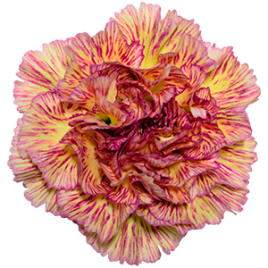 Colibri-Flowers-carnation-Wine Cover, grower of Carnations, Minicarnations, Roses, Greenball and fillers.