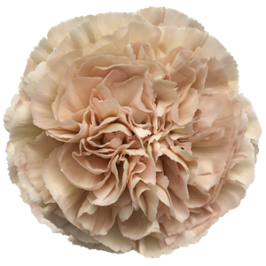 Colibri-Flowers-carnation-extasis, grower of Carnations, Minicarnations, Roses, Greenball and fillers.