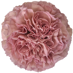 Colibri-Flowers-carnation-Copper Extasis, grower of Carnations, Minicarnations, Roses, Greenball and fillers.