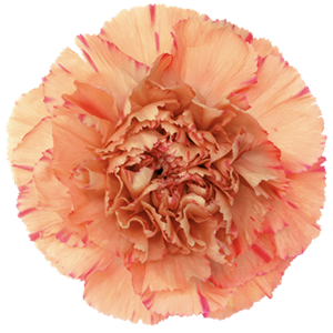 Colibri-Flowers-carnation-Solex, grower of Carnations, Minicarnations, Roses, Greenball and fillers.
