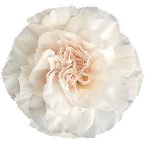 Colibri-Flowers-carnation-lizzy, grower of Carnations, Minicarnations, Roses, Greenball and fillers.