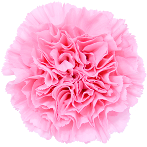 Colibri-Flowers-carnation-Marvellous, grower of Carnations, Minicarnations, Roses, Greenball and fillers.