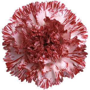 Colibri-Flowers-carnation-Altair, Grower of Carnations, Minicarnations, Roses, Greenball and fillers.
