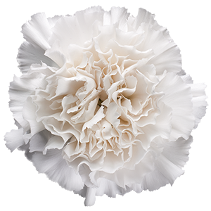 Colibri-Flowers-carnation-Dark_Farida, grower of Carnations, Minicarnations, Roses, Greenball and fillers.