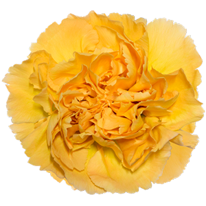 Colibri-Flowers-carnation-Mustard, grower of Carnations, Minicarnations, Roses, Greenball and fillers.
