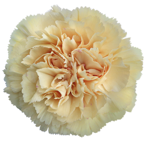 Colibri-Flowers-carnation-natalia, grower of Carnations, Minicarnations, Roses, Greenball and fillers.