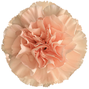 Colibri-Flowers-carnation-Zurigo, grower of Carnations, Minicarnations, Roses, Greenball and fillers.