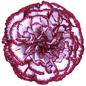 Colibri-Flowers-carnation-Bacarat-Purple, Grower of Carnations, Minicarnations, Roses, Greenball and fillers.