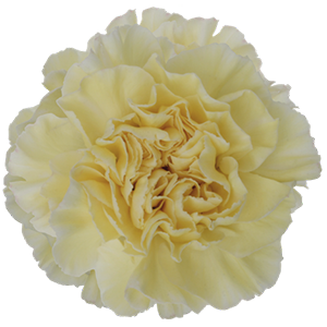 Colibri-Flowers-carnation-polimnia, grower of Carnations, Minicarnations, Roses, Greenball and fillers.