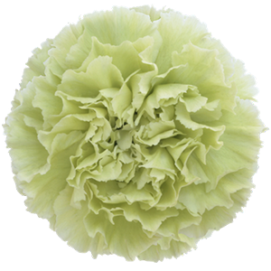 Colibri-Flowers-carnation-caroline, grower of Carnations, Minicarnations, Roses, Greenball and fillers.