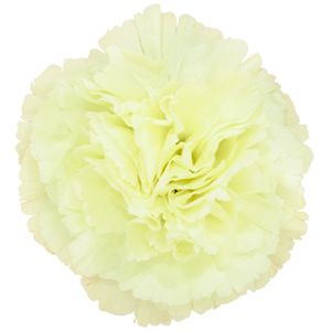 Colibri-Flowers-carnation-Rodas, grower of Carnations, Minicarnations, Roses, Greenball and fillers.