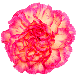 Colibri-Flowers-carnation-Yukari Oscuro, grower of Carnations, Minicarnations, Roses, Greenball and fillers.