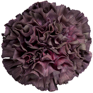 Colibri-Flowers-carnation-Lege-Marrone, grower of Carnations, Minicarnations, Roses, Greenball and fillers.