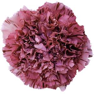 Colibri-Flowers-carnation-Yucari_Oscuro, grower of Carnations, Minicarnations, Roses, Greenball and fillers.