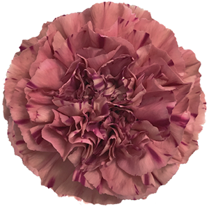Colibri-Flowers-carnation-Komachi, grower of Carnations, Minicarnations, Roses, Greenball and fillers.