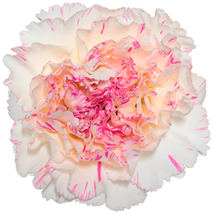 Colibri-Flowers-carnation-Yukari-Cherry, grower of Carnations, Minicarnations, Roses, Greenball and fillers.