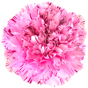 Colibri-Flowers-carnation-Cover, grower of Carnations, Minicarnations, Roses, Greenball and fillers.