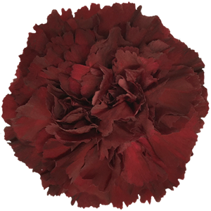 Colibri-Flowers-carnation-oliva, grower of Carnations, Minicarnations, Roses, Greenball and fillers.