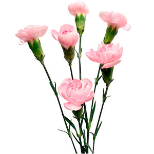 Colibri-Flowers-minicarnation-Athena, grower of Carnations, Minicarnations, Roses, Greenball and fillers.