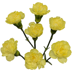 Colibri-Flowers-minicarnation-caesar, grower of Carnations, Minicarnations, Roses, Greenball and fillers.