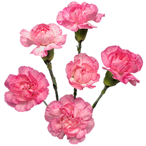 Colibri-Flowers-minicarnation-Paranoya, grower of Carnations, Minicarnations, Roses, Greenball and fillers.