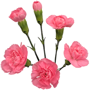 Colibri-Flowers-minicarnation-PinkPigeon, grower of Carnations, Minicarnations, Roses, Greenball and fillers.