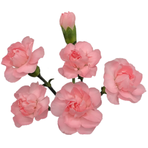 Colibri-Flowers-minicarnation-Rosemary, grower of Carnations, Minicarnations, Roses, Greenball and fillers.