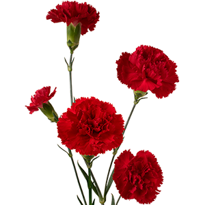 Colibri-Flowers-minicarnation-shelby, grower of Carnations, Minicarnations, Roses, Greenball and fillers.