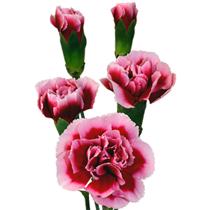 Colibri-Flowers-minicarnation-Tango, grower of Carnations, Minicarnations, Roses, Greenball and fillers.