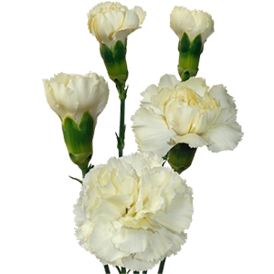 Colibri-Flowers-minicarnation-Tayrona, grower of Carnations, Minicarnations, Roses, Greenball and fillers.