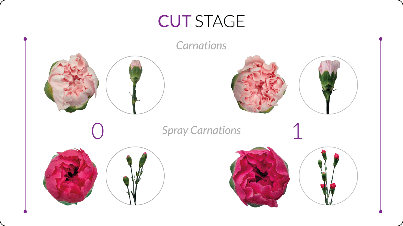 Flower Cut State