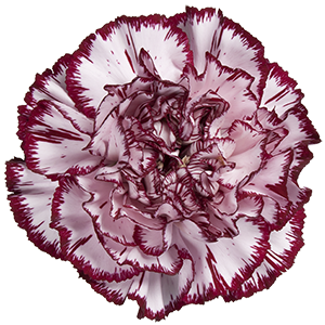 Colibri-Flowers-carnation-Minerva, grower of Carnations, Minicarnations, Roses, Greenball and fillers.